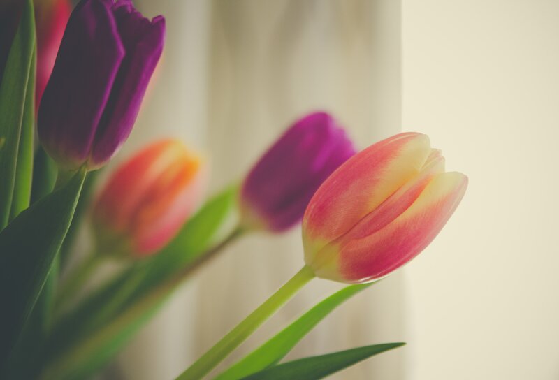 Colorful tulips in soft light
