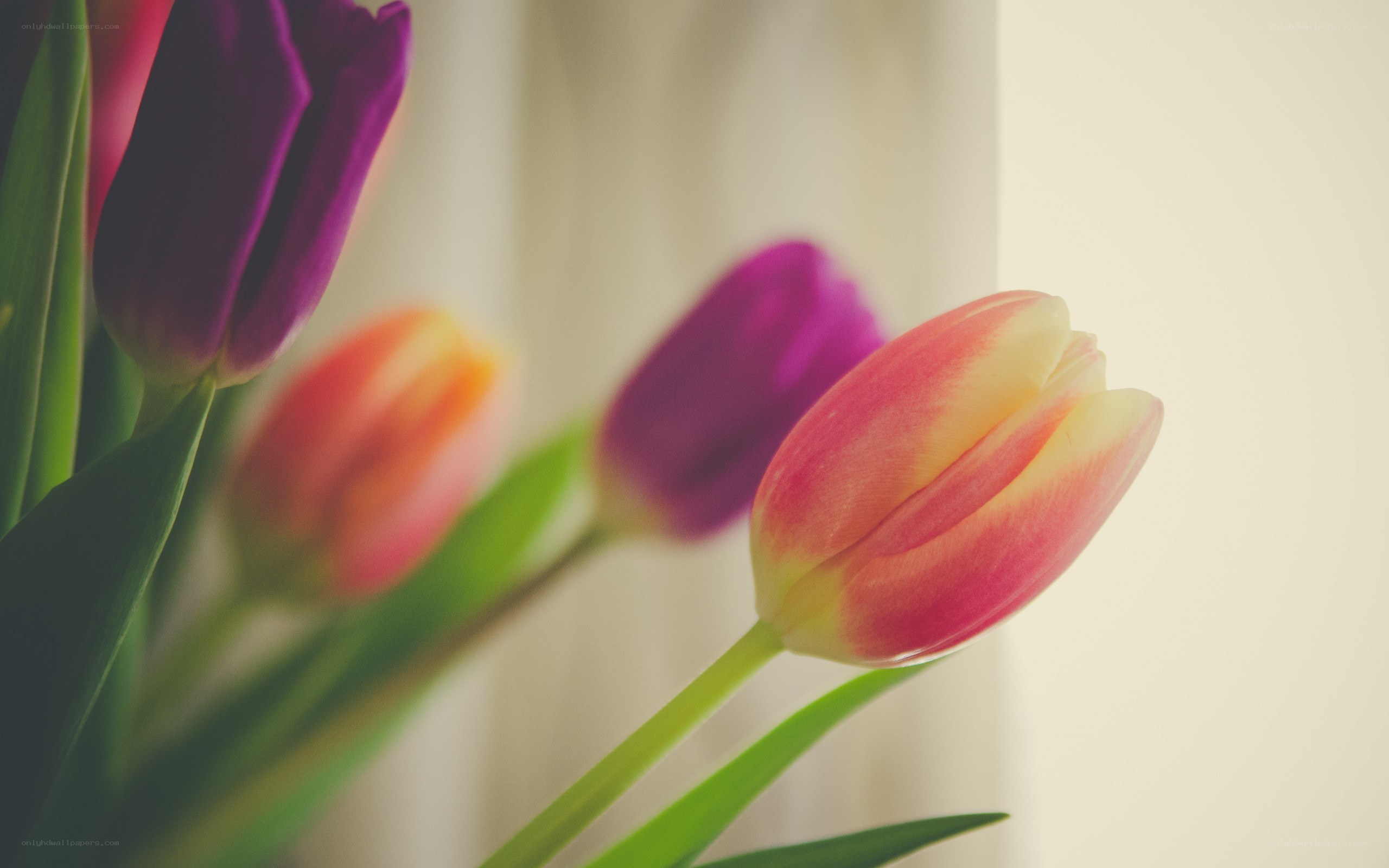 Colorful tulips in soft light