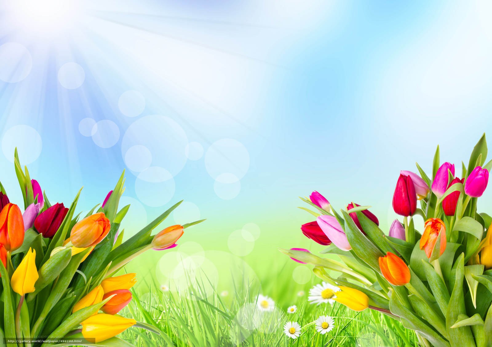 Colorful tulips in spring