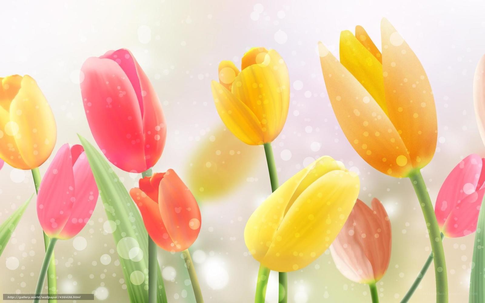 Colorful tulips in spring