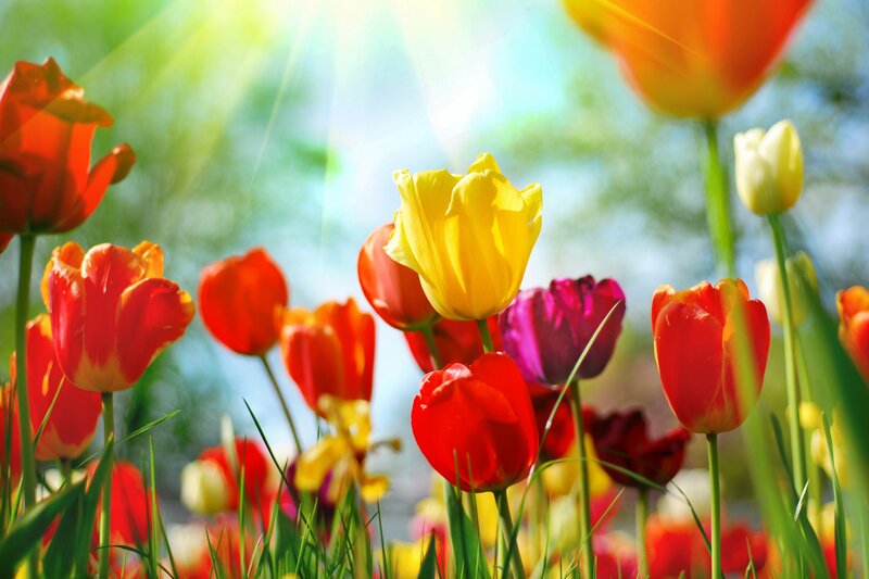Colorful tulips in sunlight
