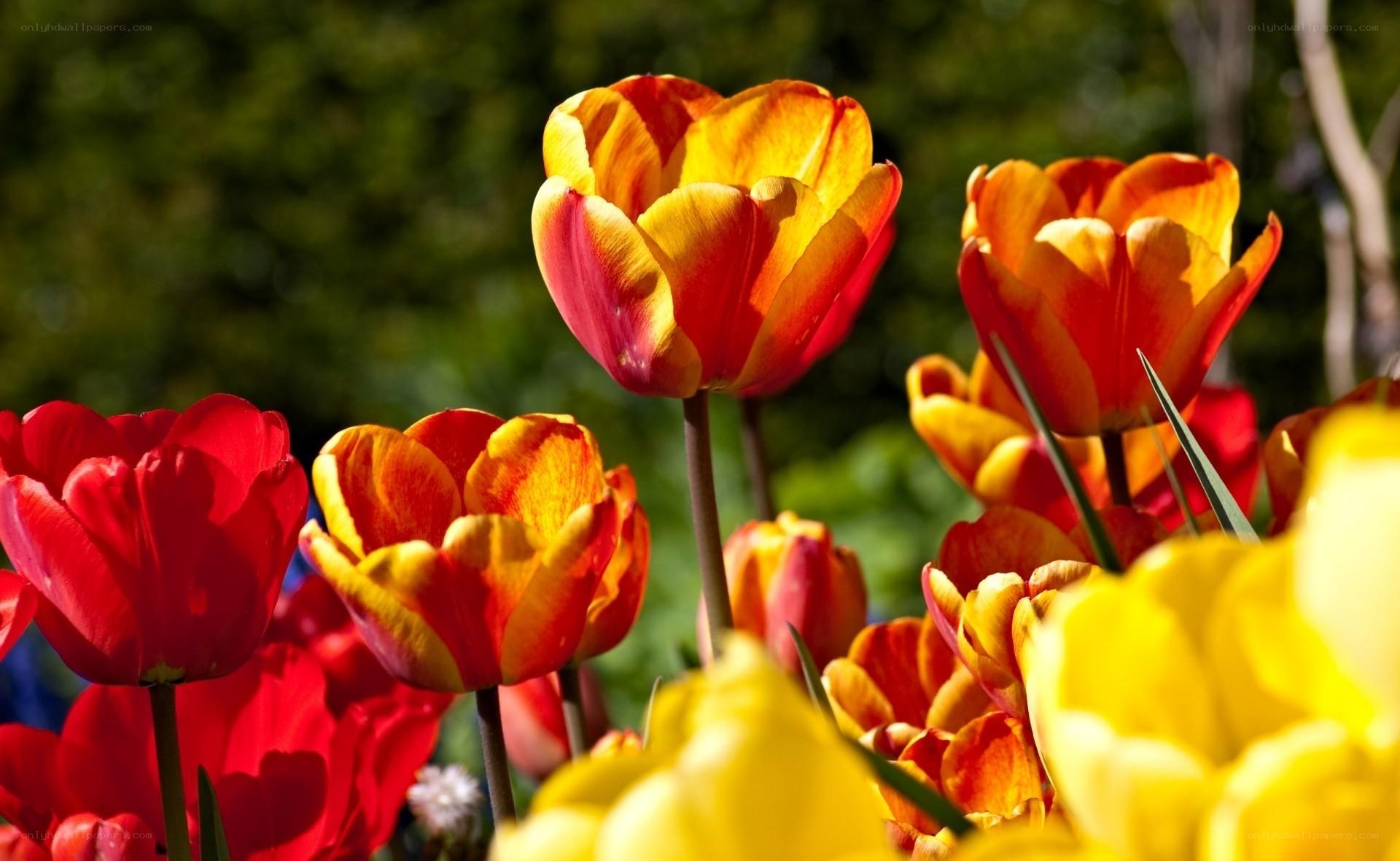 Colorful tulips in sunlight