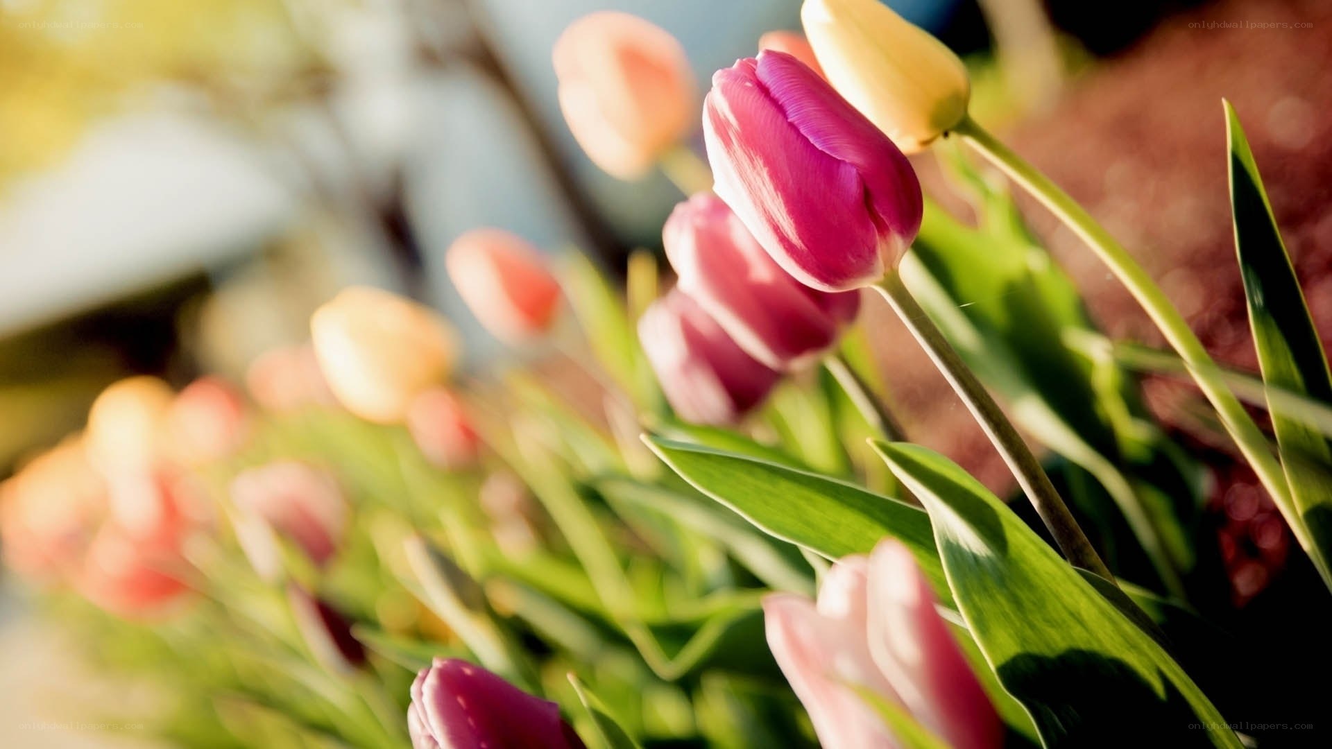 Colorful tulips in sunlight