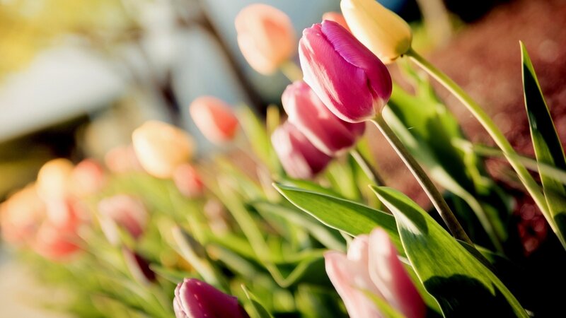 Colorful tulips in sunlight
