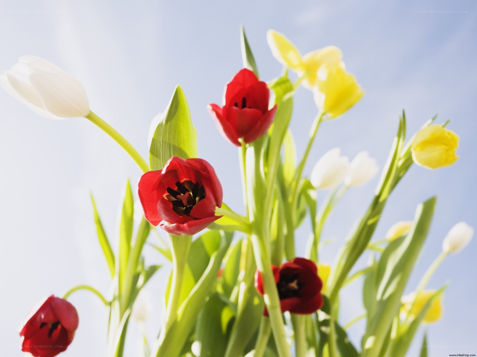 Colorful tulips in sunlight