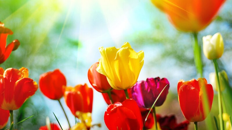 Colorful tulips in sunlight