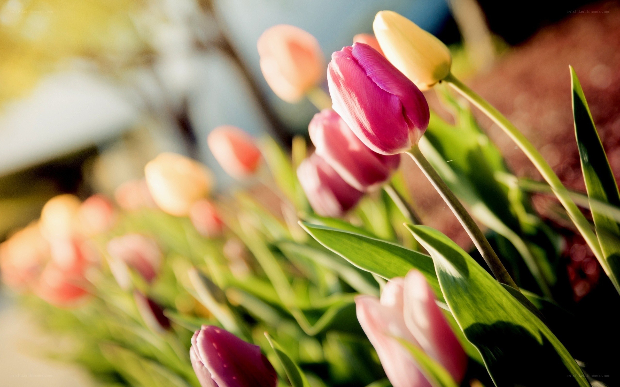 Colorful tulips in sunlight