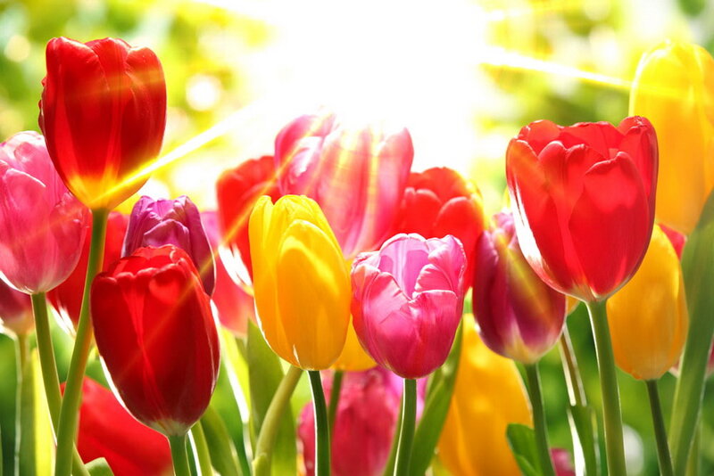 Colorful Tulips in Sunlight — Red, Bright, Sunny