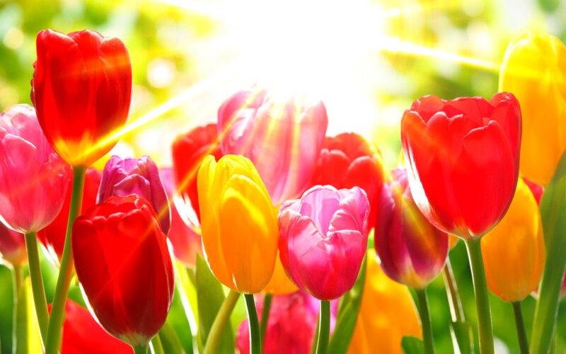 Colorful Tulips in Sunlight — Red