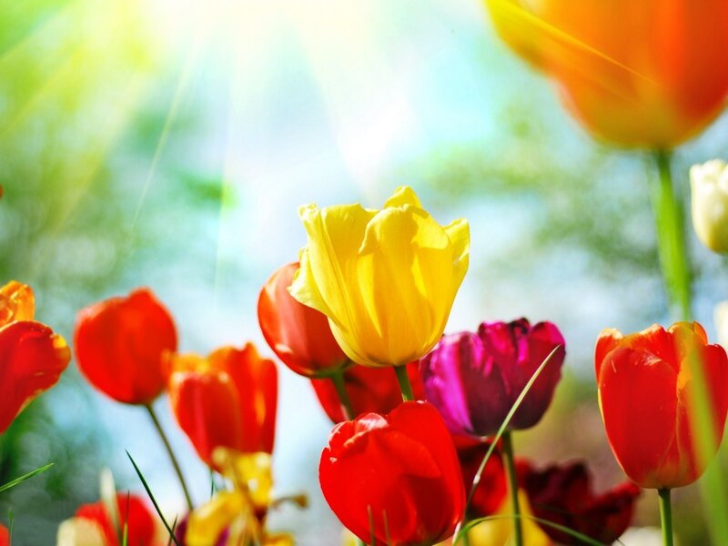 Colorful Tulips in Sunlight — Yellow, Bright