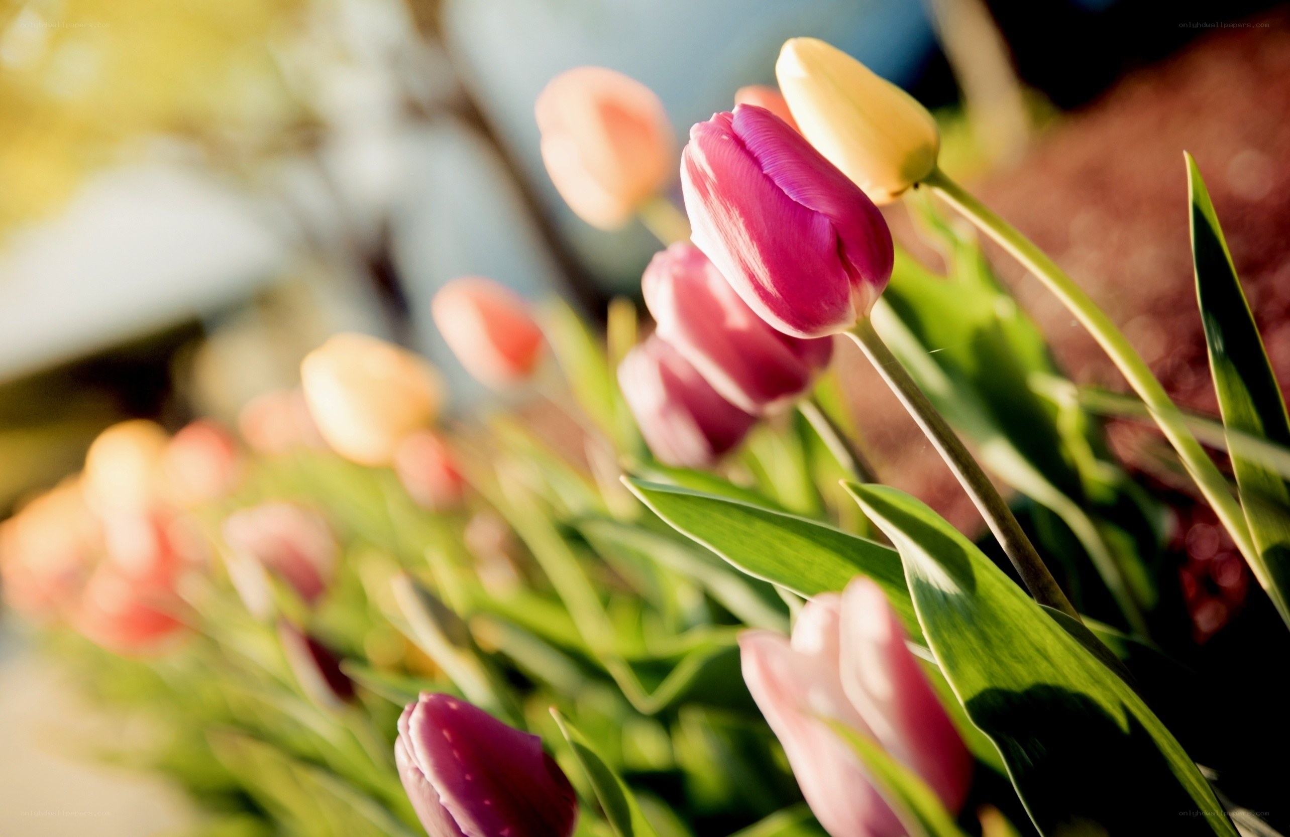 Colorful tulips in sunlight