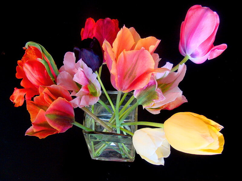 Colorful Tulips in Vase — Pink, Dramatic