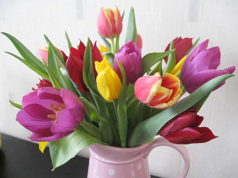 Colorful Tulips in Vase — Pink