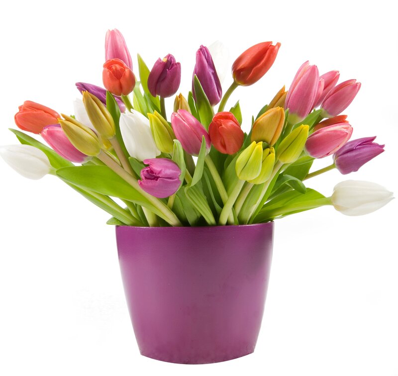 Colorful Tulips in Vase — Purple