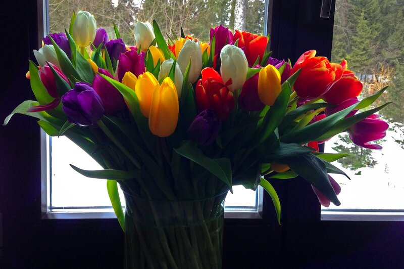 Colorful Tulips in Vase — Red