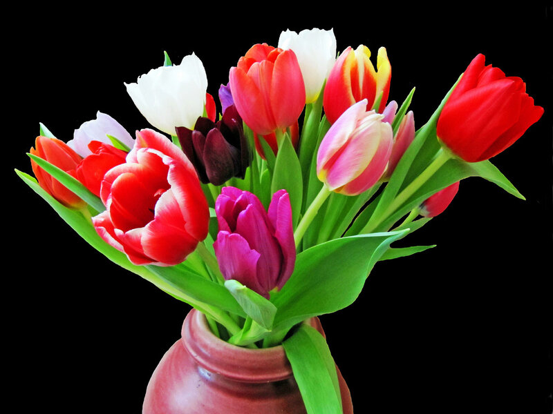 Colorful Tulips in Vase