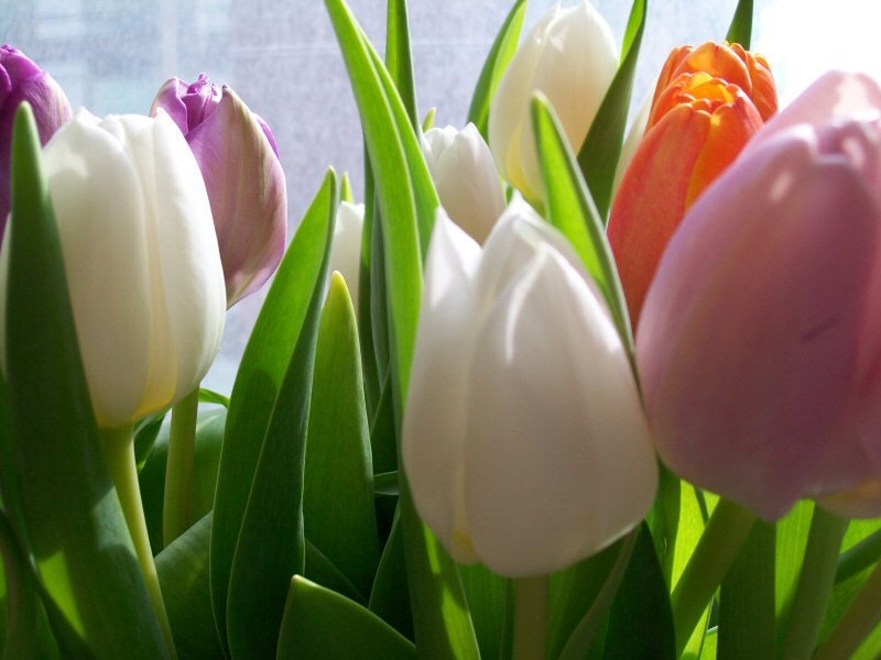 Colorful Tulips in Vase — White