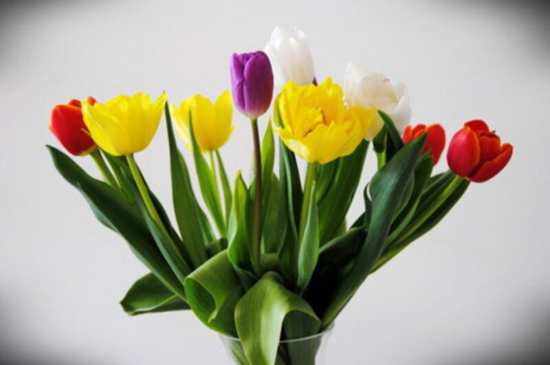 Colorful Tulips in Vase — Yellow, Calm, Photograph