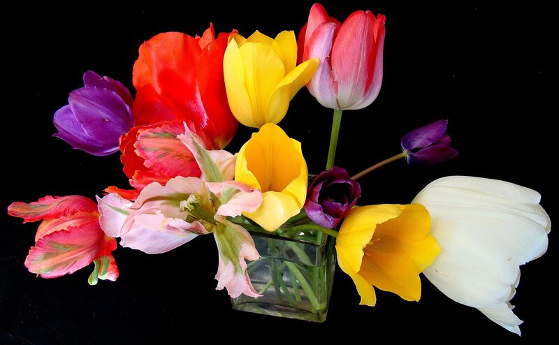 Colorful Tulips in Vase — Yellow, Dramatic