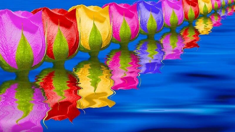 Colorful Tulips in Water — Blue