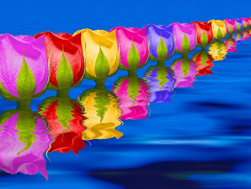 Colorful Tulips in Water