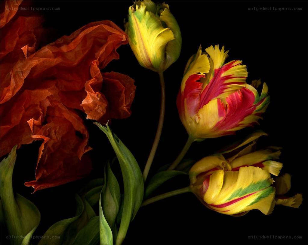 Colorful tulips on black
