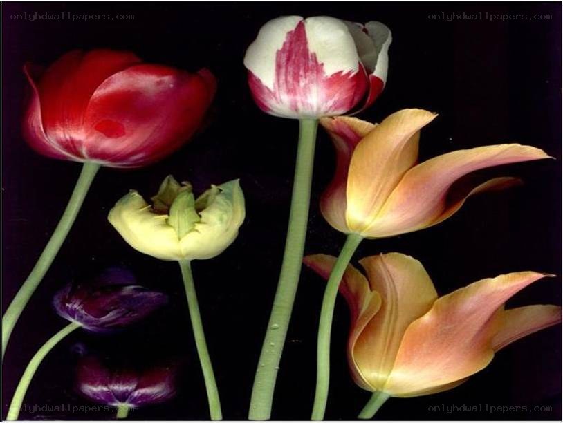 Colorful tulips on black