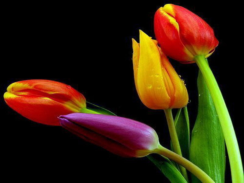 Colorful tulips on black background