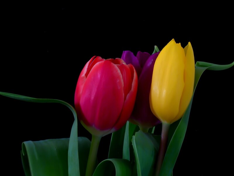 Colorful tulips on black