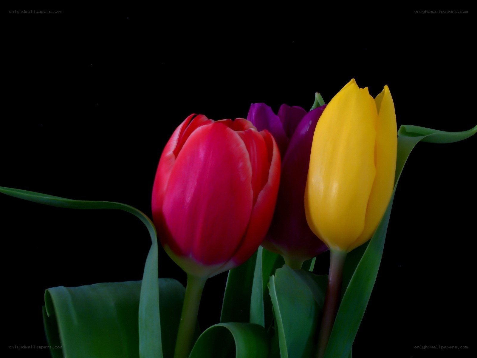 Colorful tulips on black