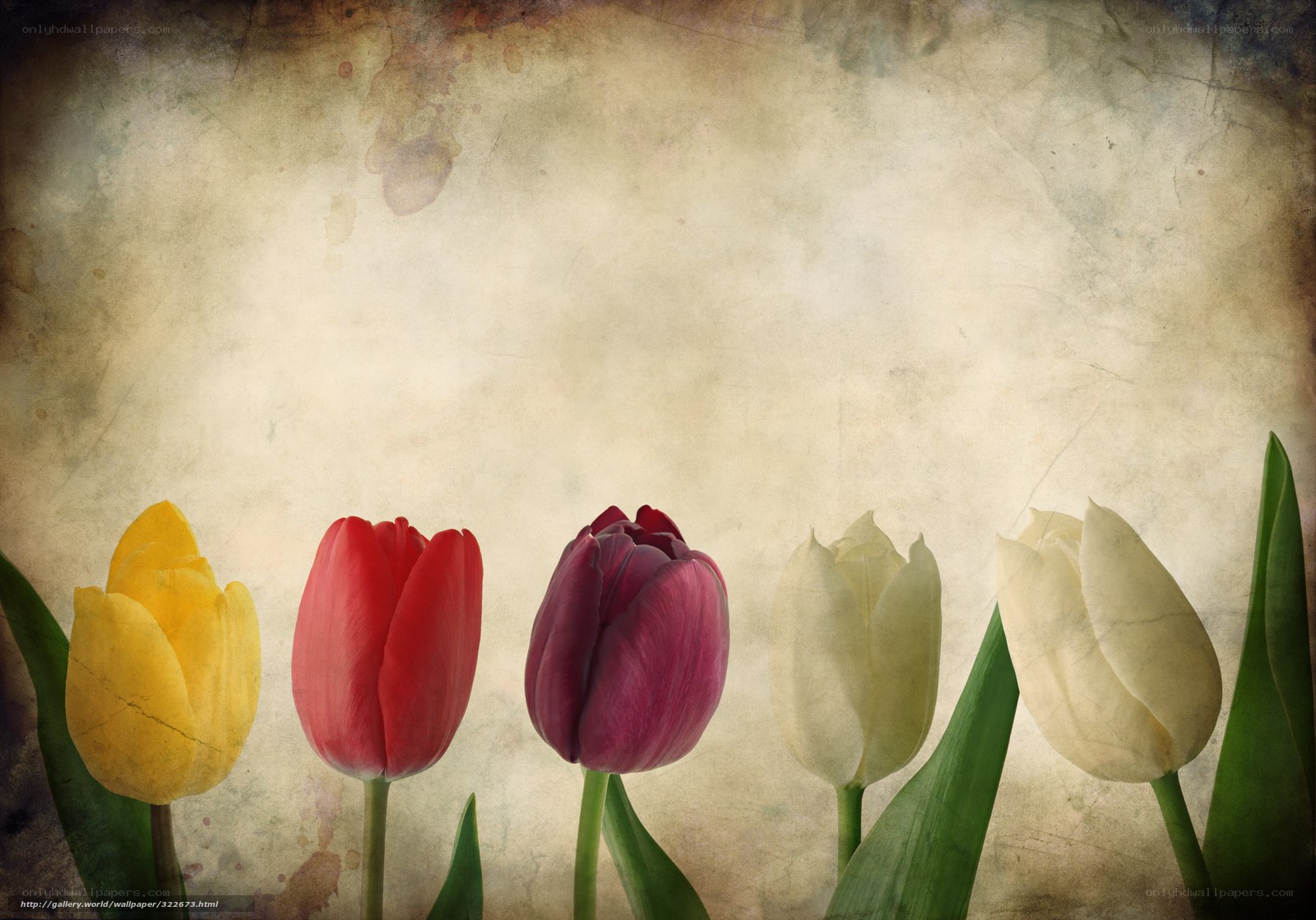 Colorful tulips on vintage background