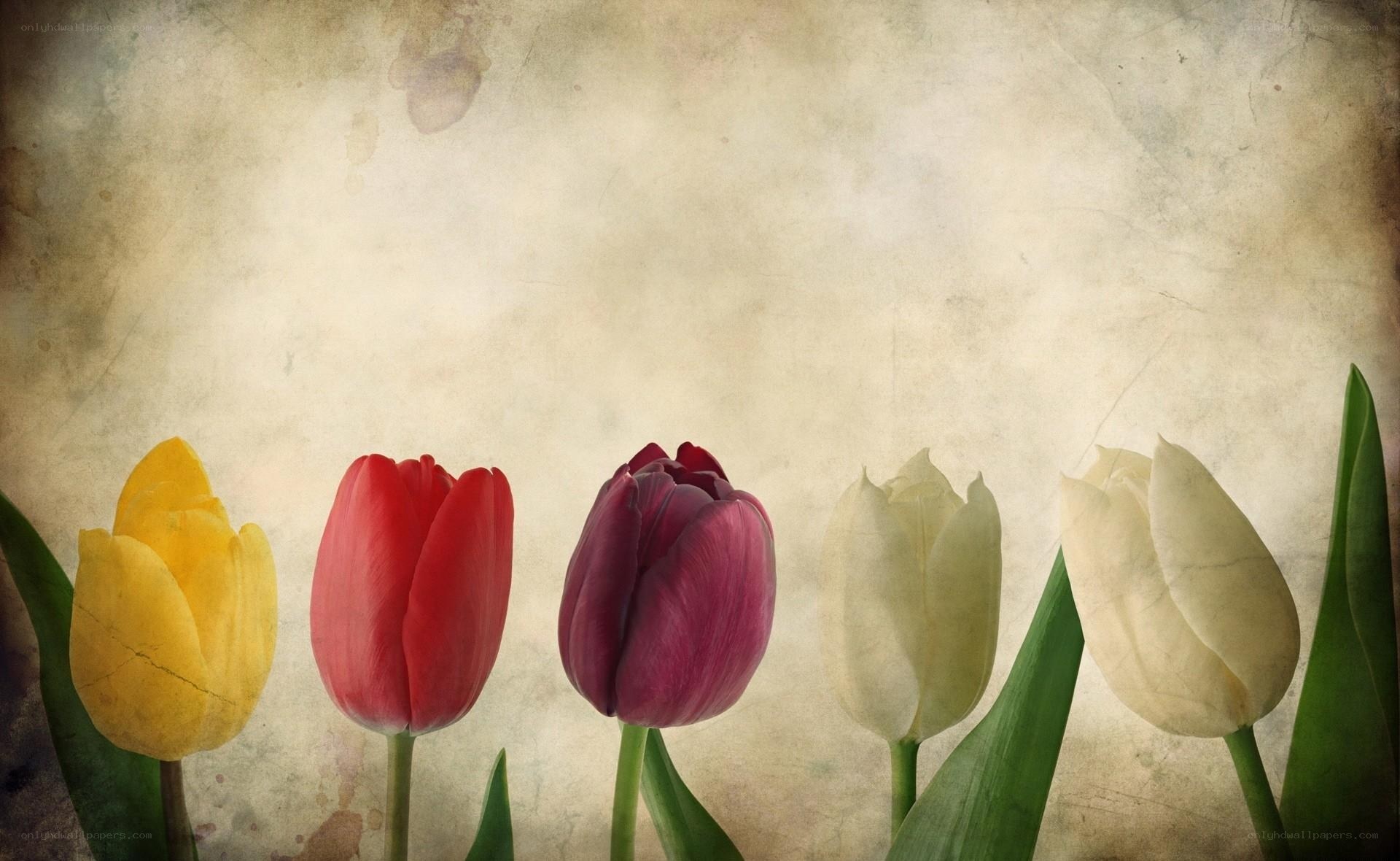Colorful tulips on vintage background