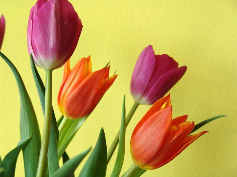 Colorful tulips on yellow