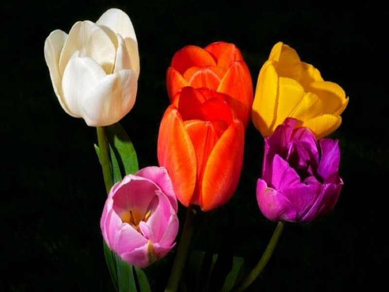 Colorful Tulips — White