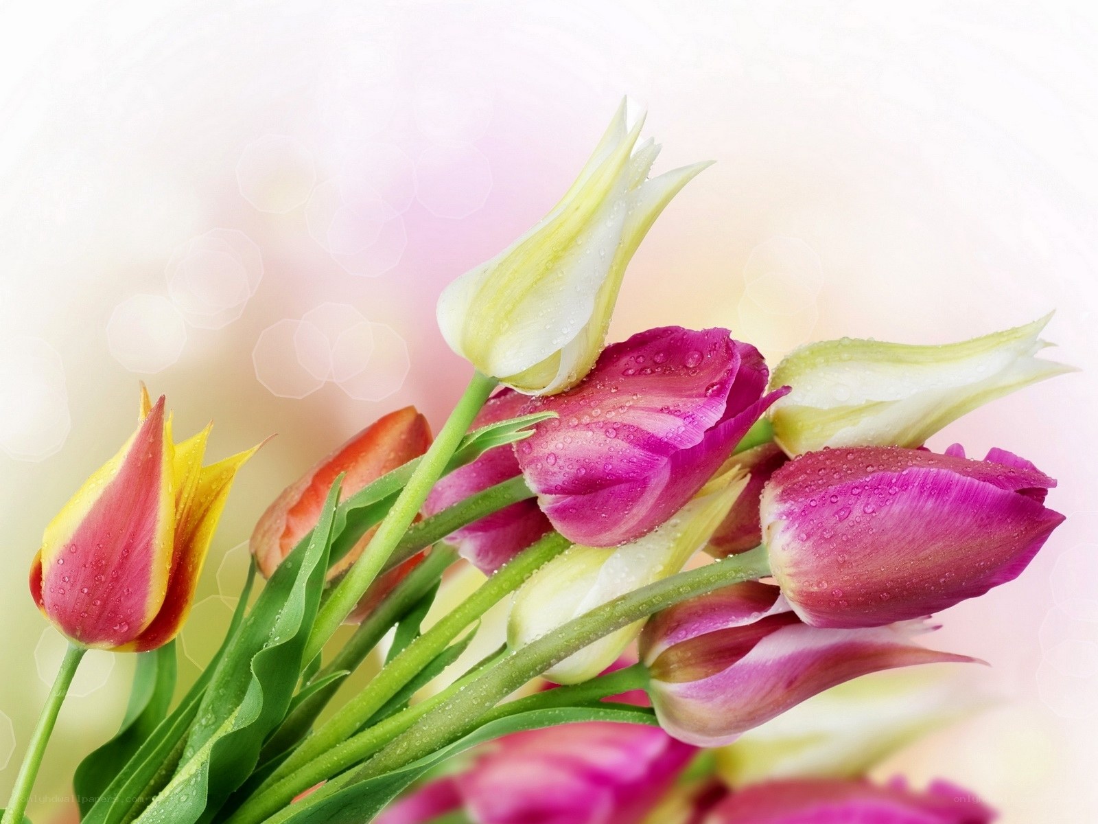 Colorful tulips with dew drops