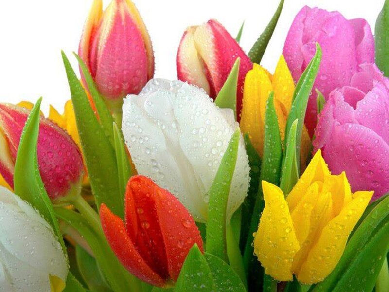 Colorful Tulips with Dew — Pink, Fresh