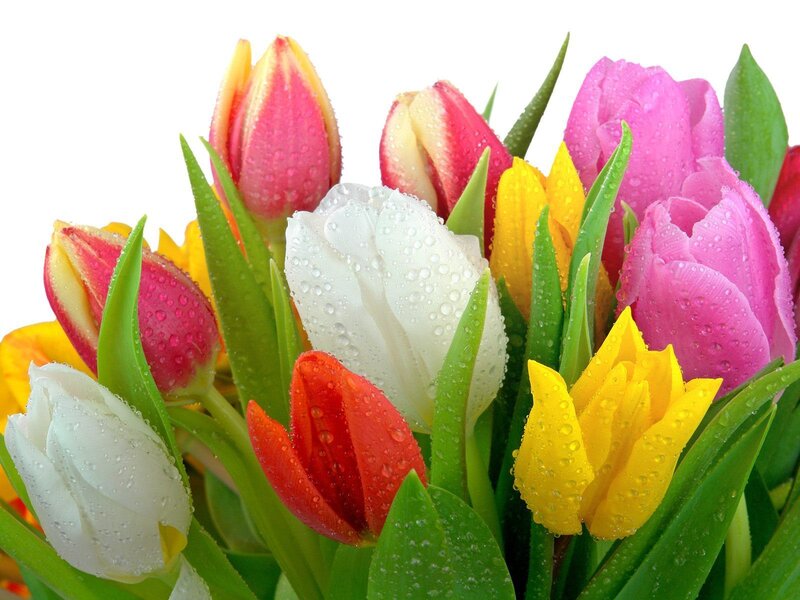 Colorful Tulips with Dew — Pink