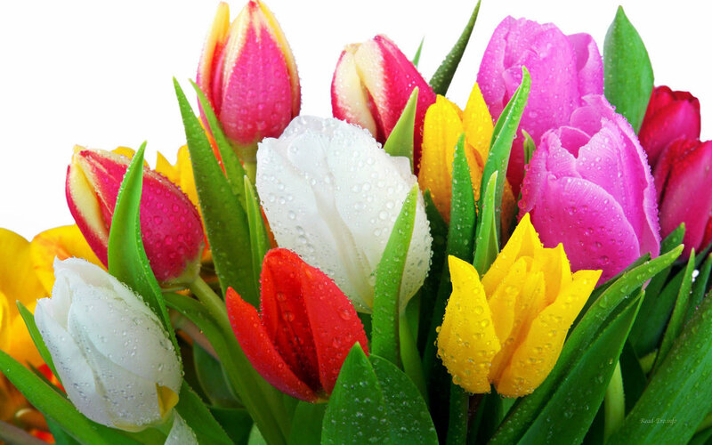 Colorful Tulips with Dew — Pink, Vibrant