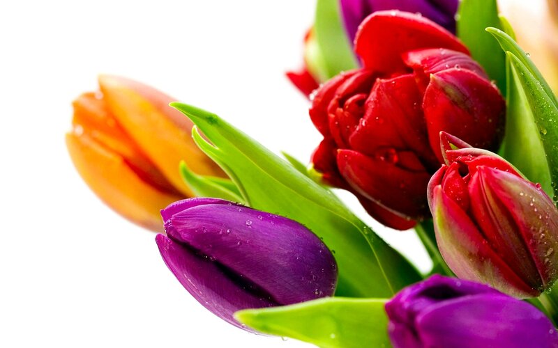 Colorful Tulips with Dew — Purple