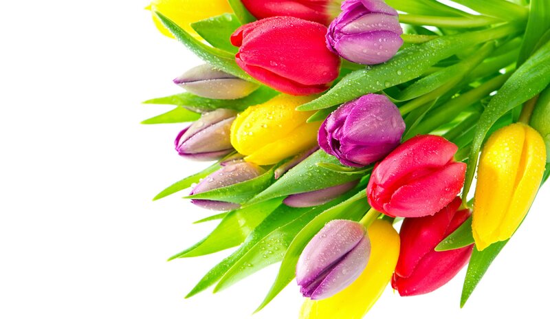 Colorful Tulips with Dew — Red, Fresh, Spring, Photograph, Dew Drops, Green Leaves