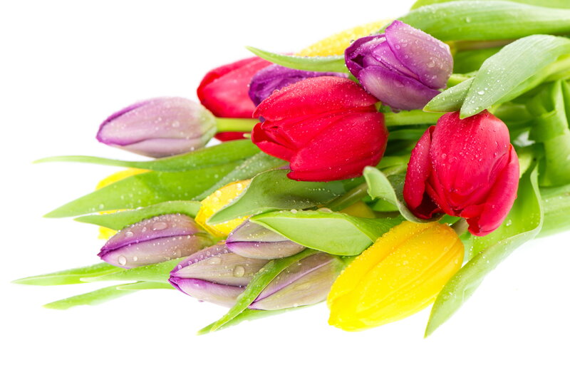 Colorful Tulips with Dew — Red, Fresh, Spring, Photograph, Dew Drops