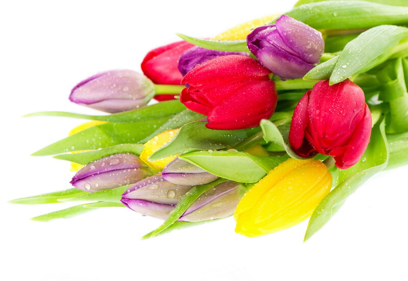 Colorful Tulips with Dew — Red, Fresh, Spring, Photograph