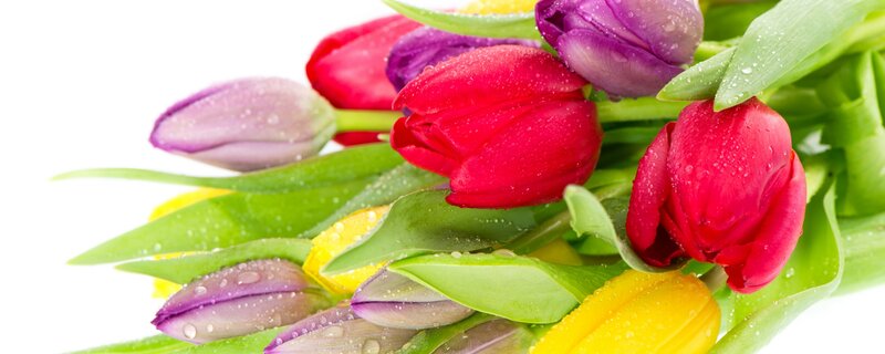 Colorful Tulips with Dew — Red, Fresh, Spring