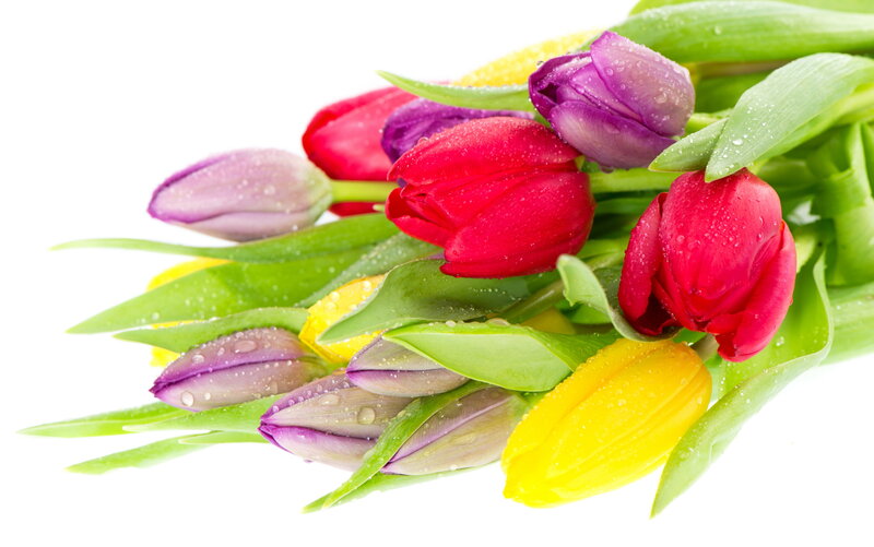Colorful Tulips with Dew — Red, Fresh