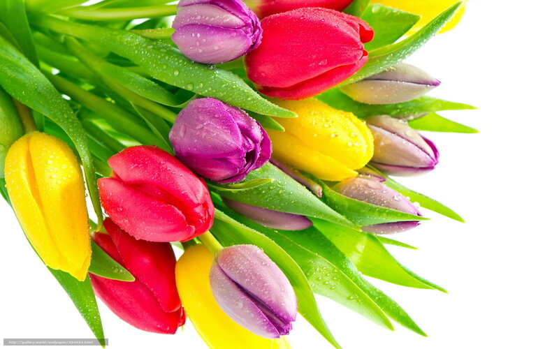 Colorful Tulips with Dew — Red, Vibrant, Spring