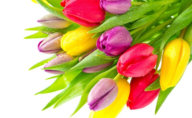Colorful Tulips with Dew — Red, Vibrant
