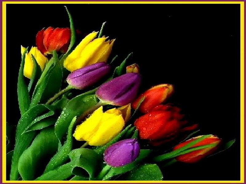 Colorful tulips with dew