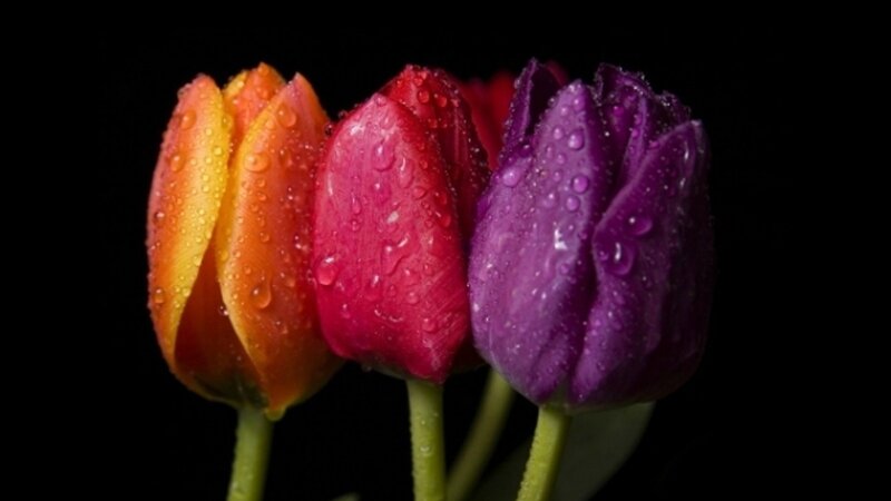 Colorful tulips with water droplets