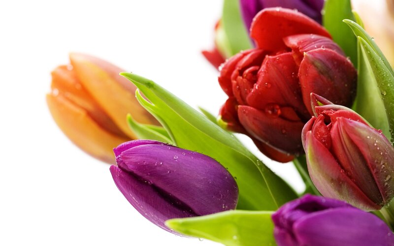Colorful tulips with water droplets