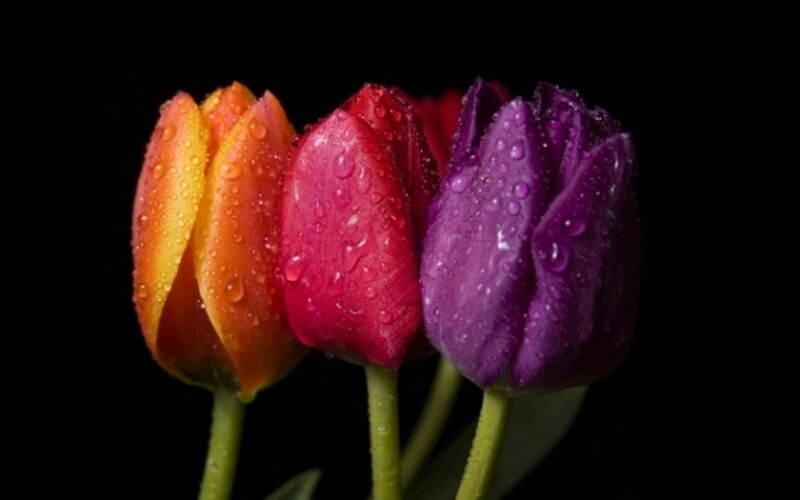 Colorful tulips with water droplets